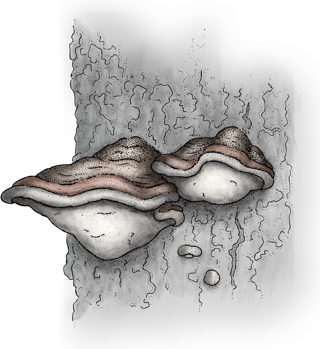 Shelf Fungi - Seldovia (1097x1200), Png Download