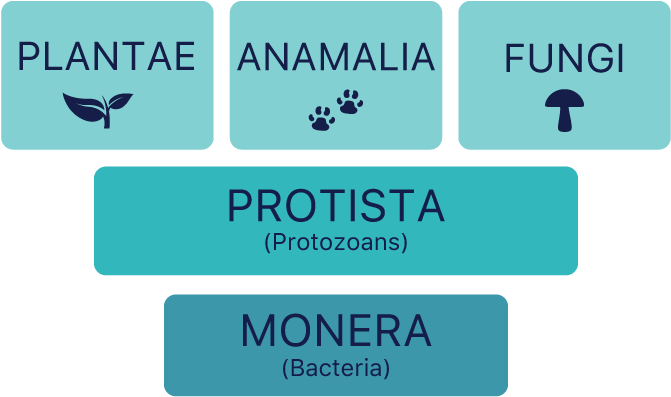 Kingdoms Of Organisms Chart - Kingdom (720x442), Png Download
