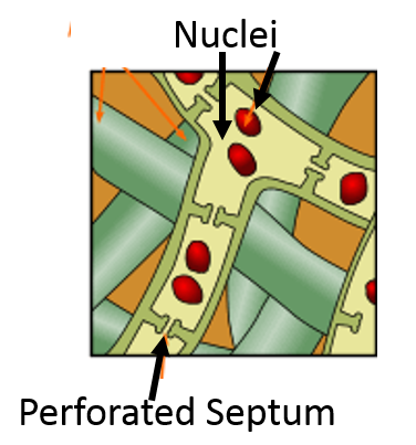 Like Bacteria, Fungi Provide Many Benefits - Bacteria (383x423), Png Download