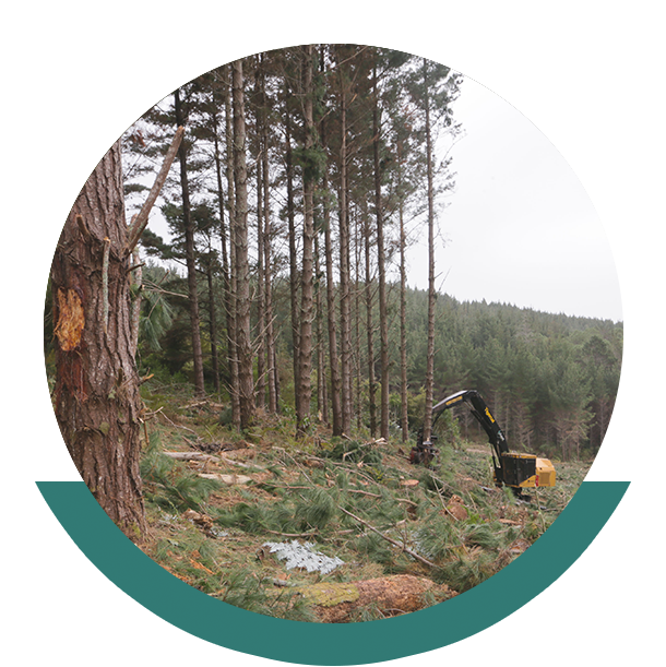 Our Pledge To You - Grove (610x611), Png Download