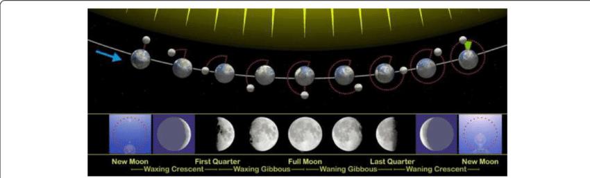 Moon Phases As Seen Looking Southwards From The Northern - Planet Moon And The Karmic Law: Ameters, Timing Of (850x257), Png Download