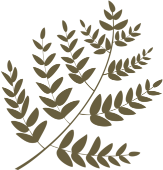 Leaf Twig Mango Plant Stem Fruit - Leaf (476x340), Png Download