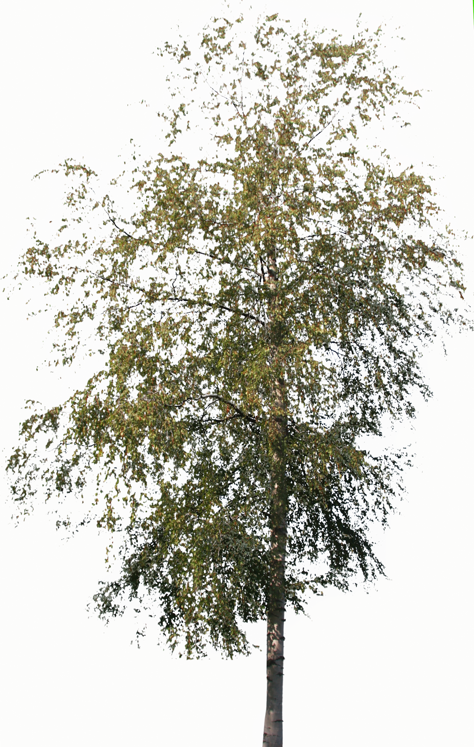 Tree Birch Medium - Kilobyte (1958x3088), Png Download