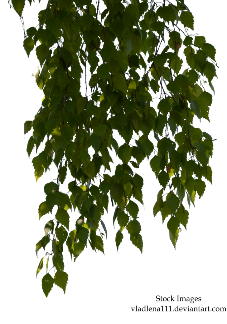 Birch Branches - Birch (768x1039), Png Download