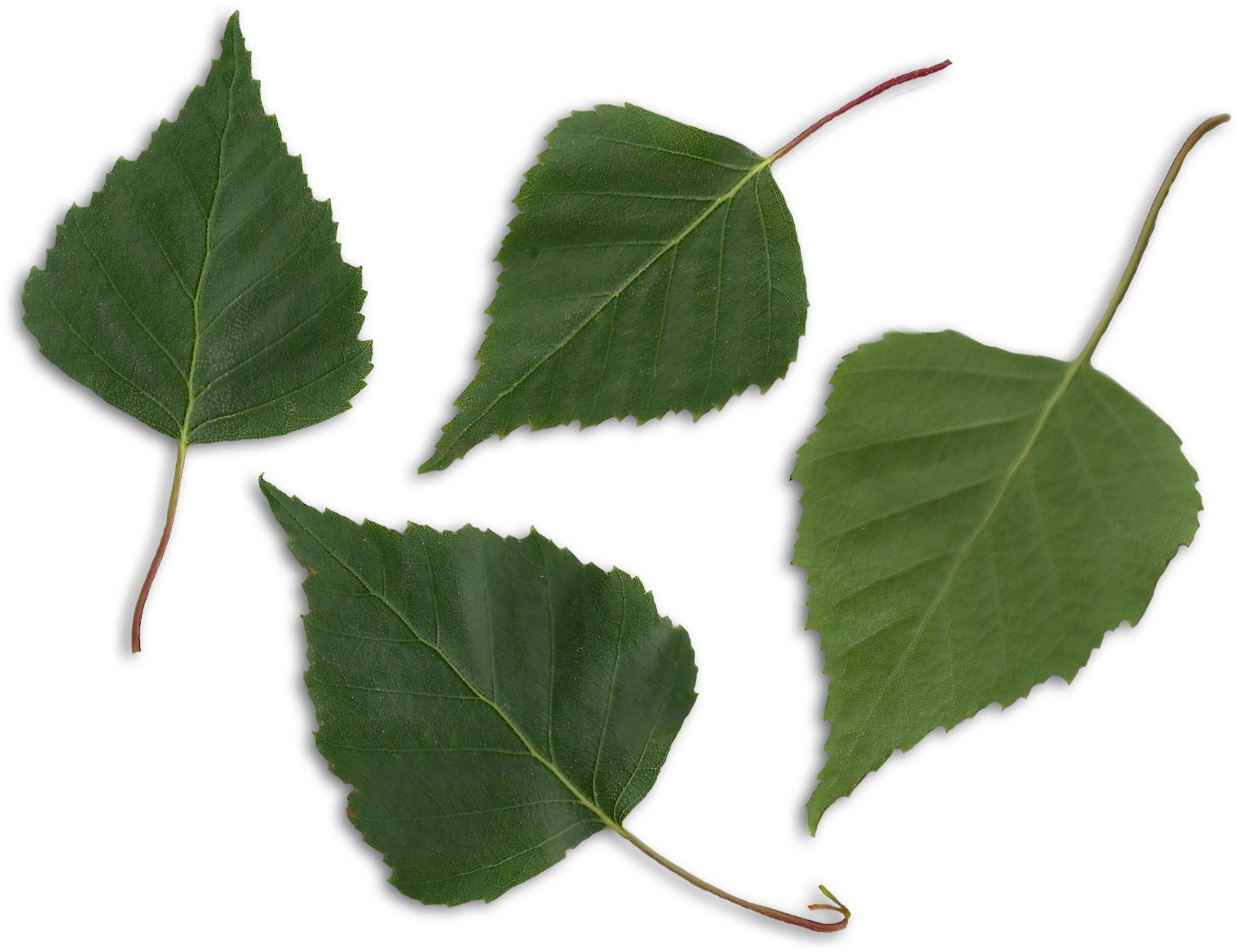 Transparent Leaf Birch (1897x1467), Png Download