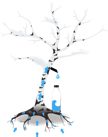 Birch Water - Illustration (443x559), Png Download