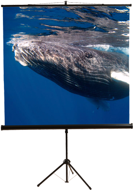 Mustang Sc-t6011 Portable Tripod Projector Screen - Led-backlit Lcd Display (400x400), Png Download