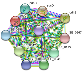Succ Protein - Circle (976x319), Png Download