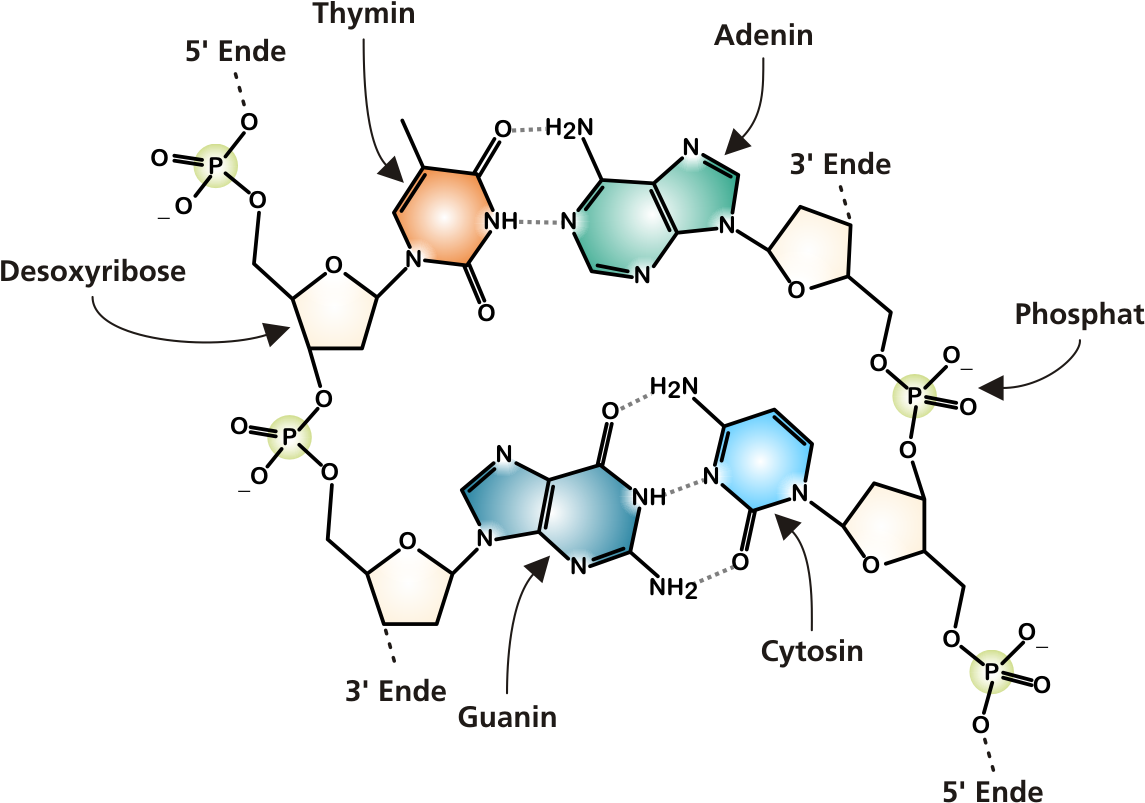 Dna Structure Png - Structure Of A Dna Molecule Diagram (1181x803), Png Download