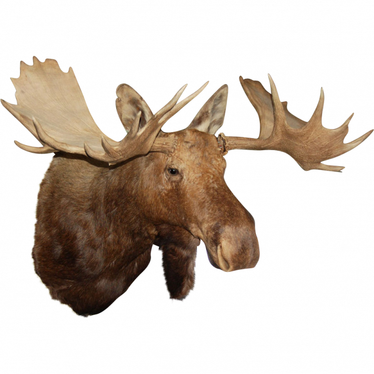 Restore Teddy Roosevelt's Moose Head At Rothmans Steakhouse - Moose Head Transparent (750x750), Png Download