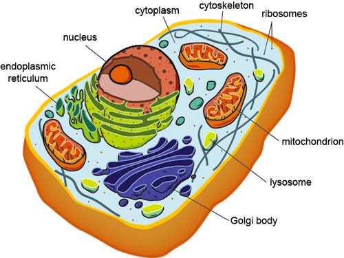 Biology Eukaryotic Cell Structure - Eukaryotic Cell Structure (500x375), Png Download