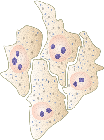 Hela Cells By Togopic - Hela Cells Png (410x523), Png Download