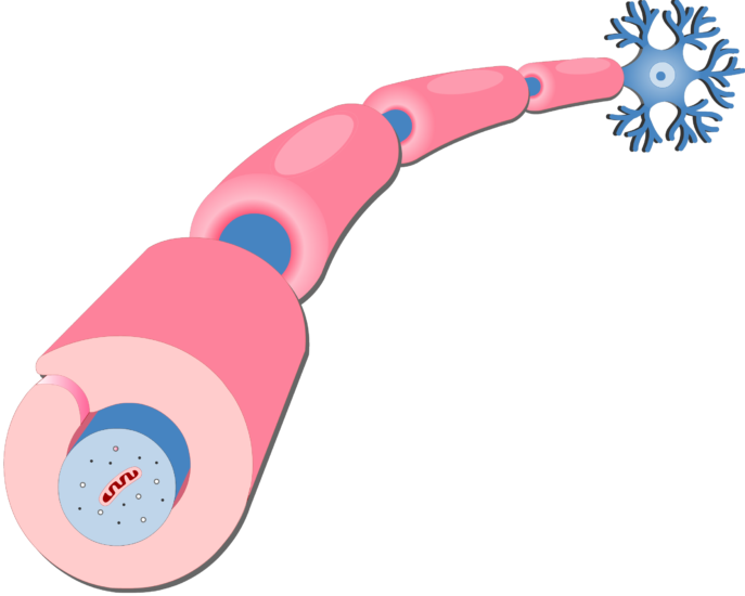 Schwann Cell No Labels (687x550), Png Download