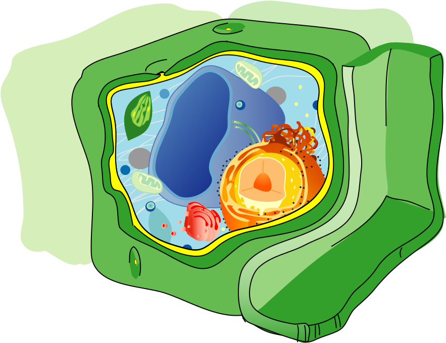 Plant Cell Structure No Text-2 - Atp Production From Photosynthesis (1024x749), Png Download