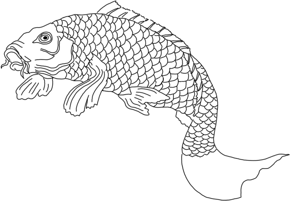 Koi Fish Sketch Black White - Drawing (1049x755), Png Download