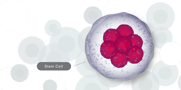 Toto, We're Not In Kansas Anymore - Embryonic Stem Cell Png (600x300), Png Download
