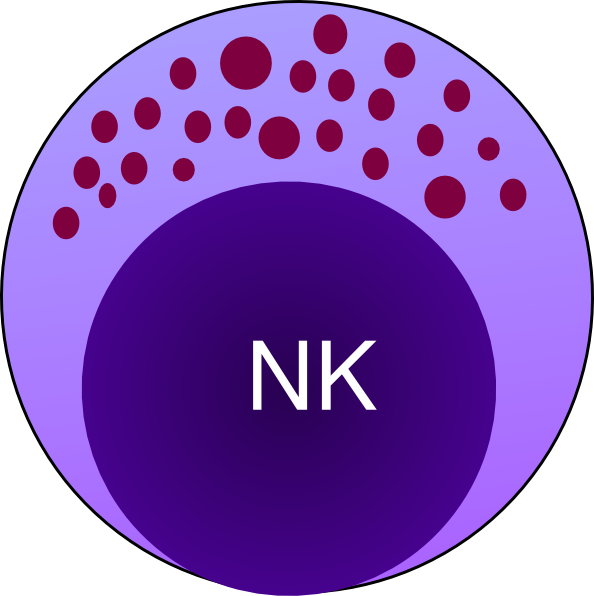 Small - Natural Killer Cells Drawing (594x596), Png Download