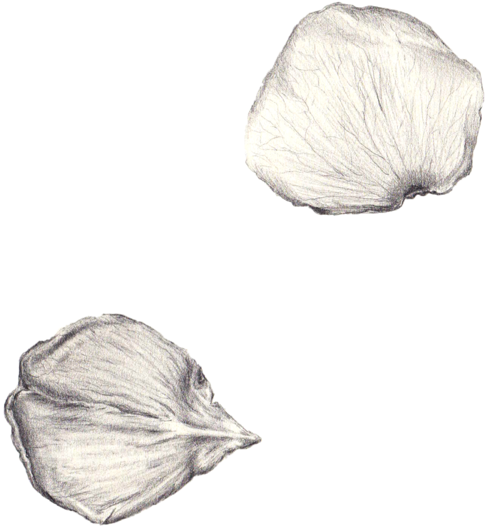 Petals (1000x907), Png Download