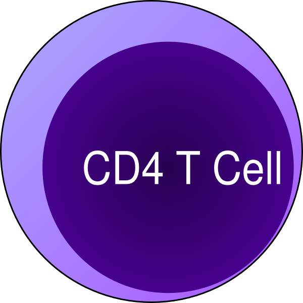 Small - T Cells Cd8+ (600x600), Png Download