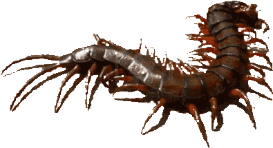 Centipedeuploaded By Guest - Centipede Painting (400x400), Png Download