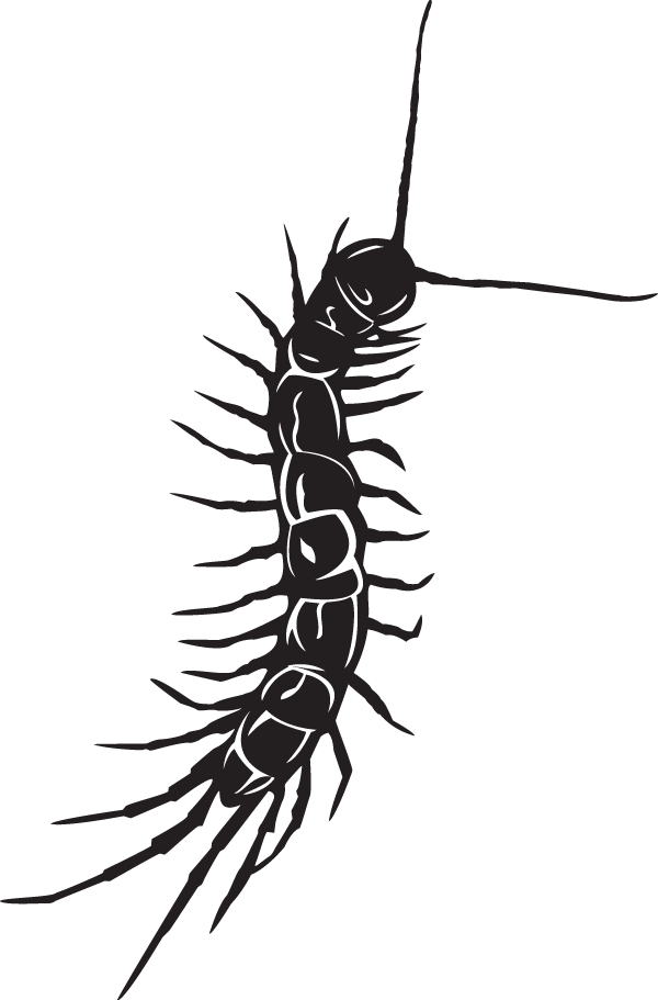 Centipede Black And White Tattoo (600x911), Png Download