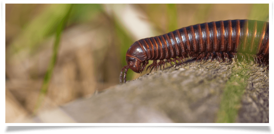 Millipede Removal - New York (1050x497), Png Download