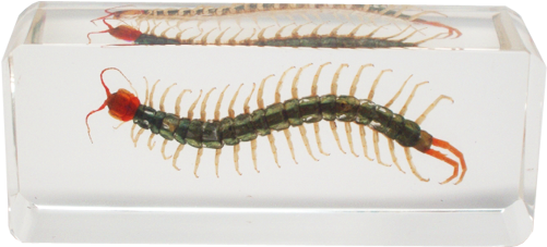 Centipede - Lucite Treasures Centipede Paperweight (500x500), Png Download