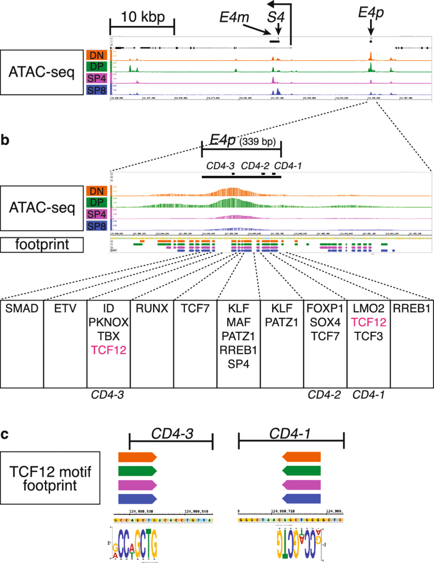 Atac Seq Signal And Centipede Footprint Calls Around - Atac-seq (850x1103), Png Download