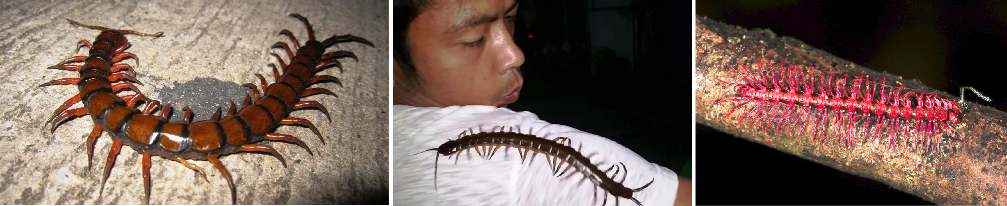 The Centipede Is Probably One Of The Most Disgusting - Centipede (3527x723), Png Download