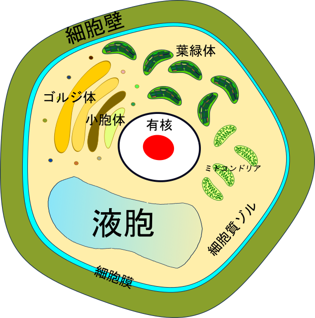 Japan Cell - Portable Network Graphics (621x628), Png Download