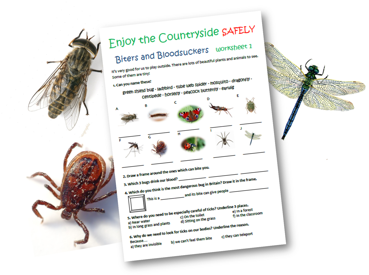 Primary School Teaching Resources Mini Beasts Caudwell (1526x1146), Png Download