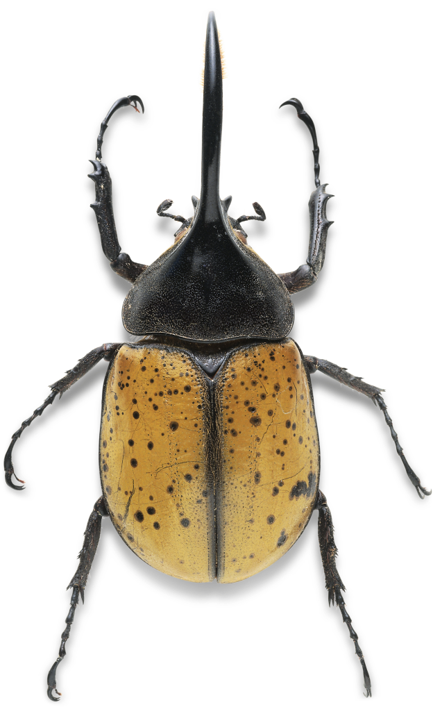 Hercules Beetle Rhino Beetle, Beetle Bug, Small Animals, - Beetle Legs (640x1021), Png Download