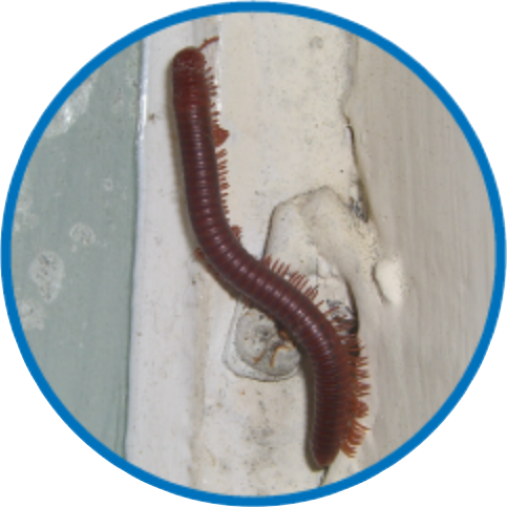 Millipedes Require High Moisture To Live - Centipede (1024x1024), Png Download