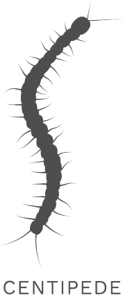 Millipede Clipart Missouri Centipede - Missouri (640x480), Png Download