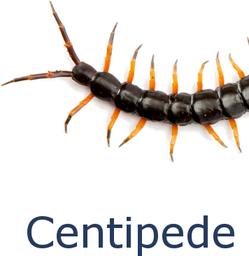 Centipede Solutions - Centipedes (365x365), Png Download