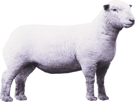 Download Lamb Png Clipart Lamb Png Png Image With No Background Pngkey Com