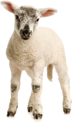 Lamb Transparent Png - Lamb White Background (447x447), Png Download