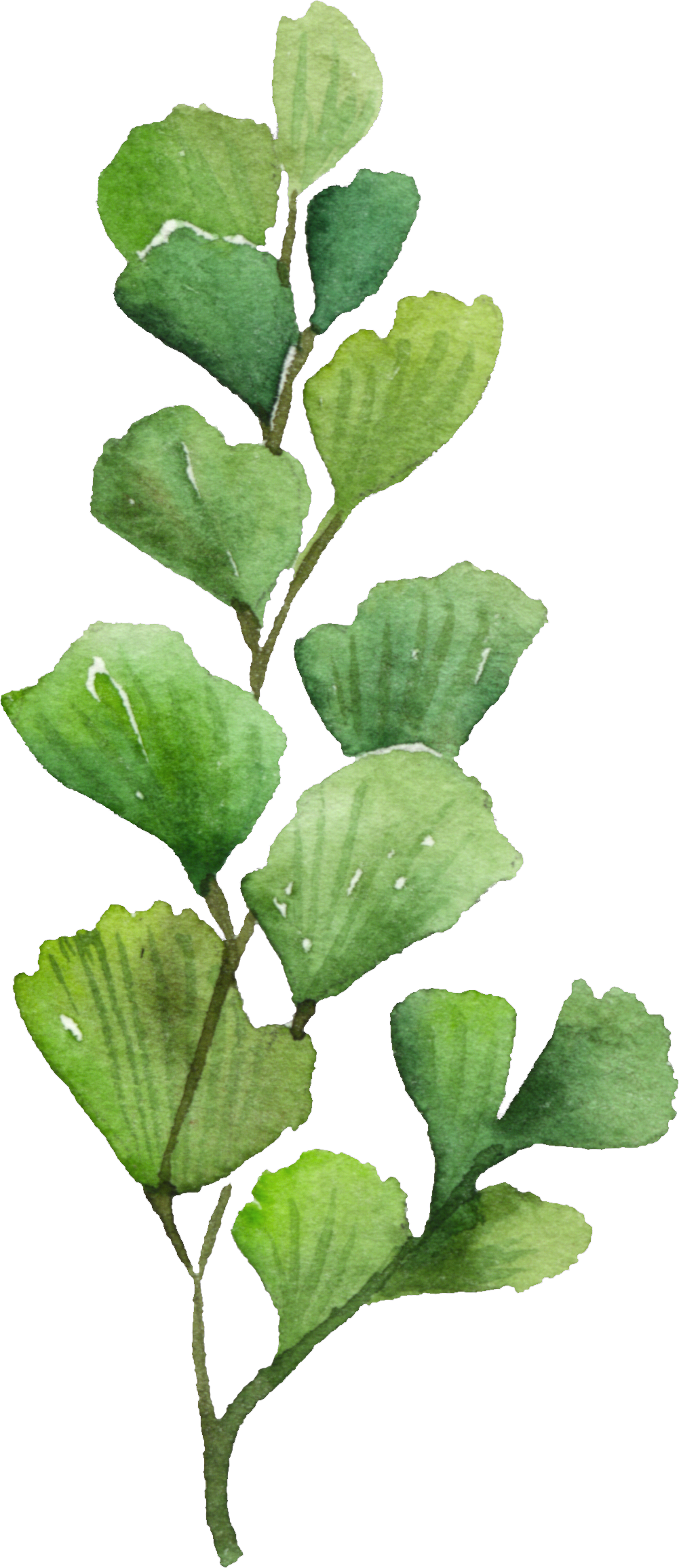 Maidenhair Tree (1001x2309), Png Download