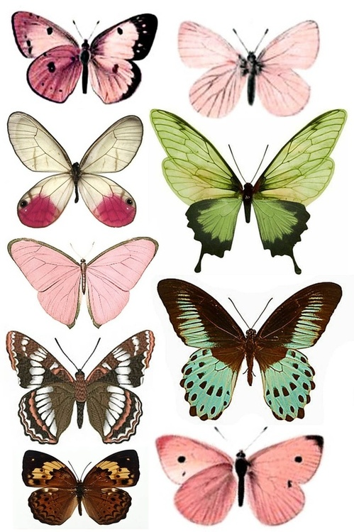 Clases De Maraiposas - Butterfly Art (499x750), Png Download