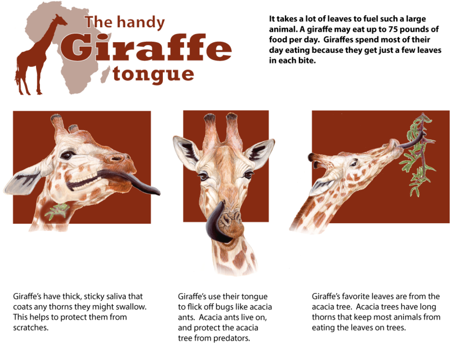 Giraffe Tongue - Tongue (1000x786), Png Download