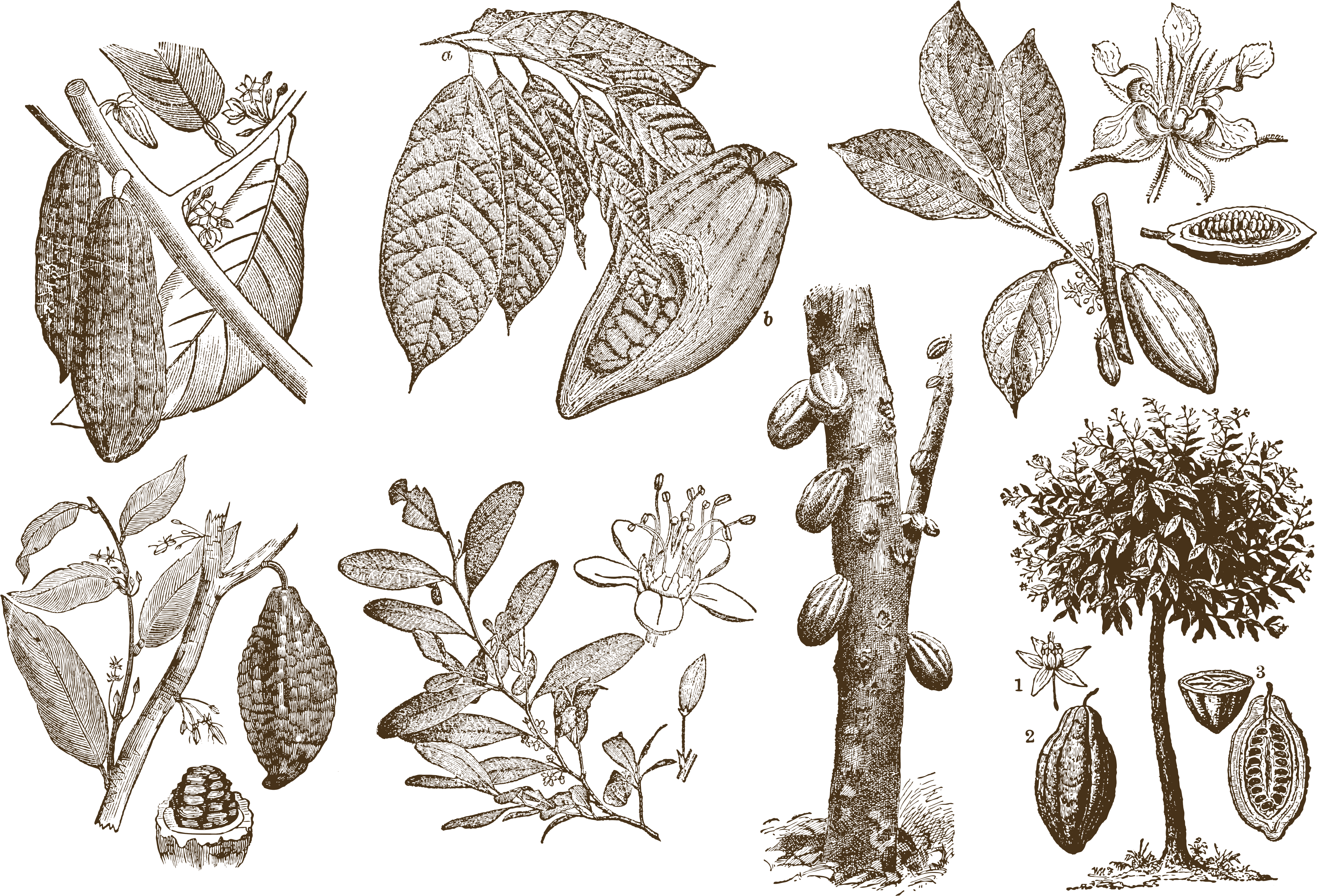 Graphic Transparent Cocoa Bean Download Theobroma Cacao - Cocoa Drawing (5833x4083), Png Download