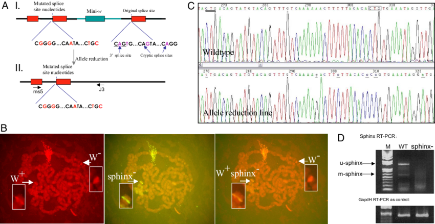 Gene Replacement Of Sphinx - Sphinx (850x439), Png Download