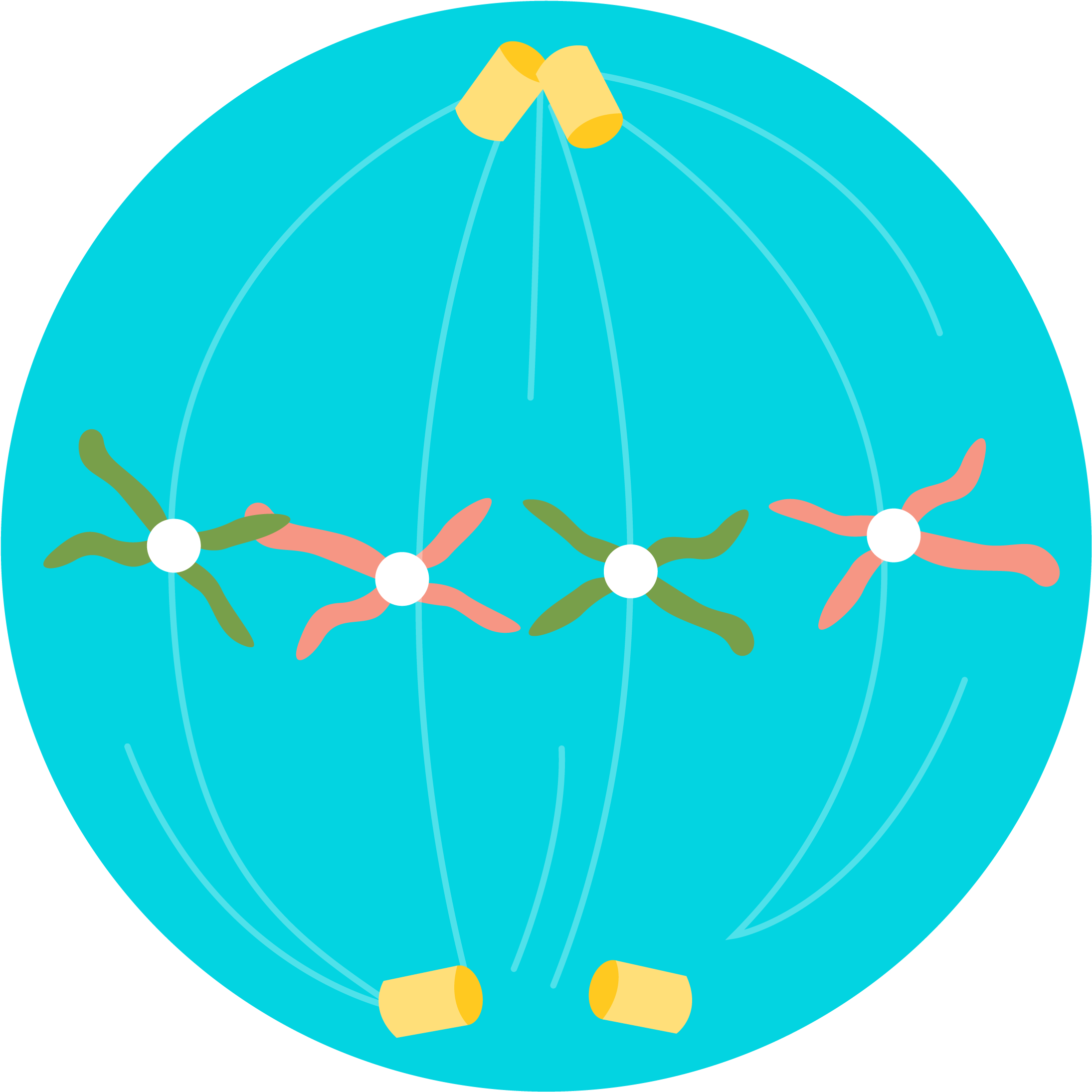 2) The Chromosomes Are Arranged Along The Equator Of - Meiosis (2364x2310), Png Download