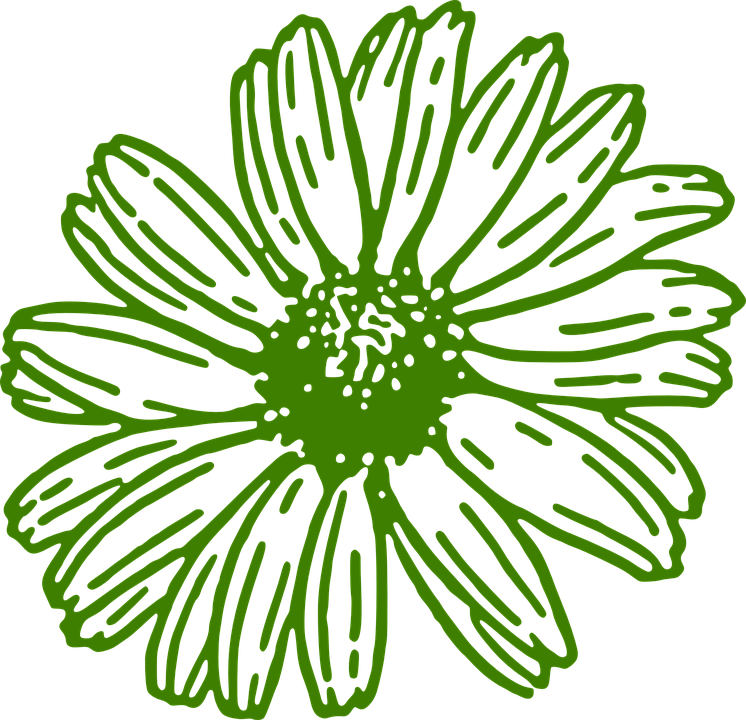 Gerbera Daisy Green Free Graphic On Pixabay - Gerber Daisy Clip Art Free (746x720), Png Download