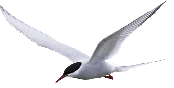 Although Not In Ebooks, A Classic Example Of The Beginnings - Arctic Tern Transparent Gif (600x306), Png Download