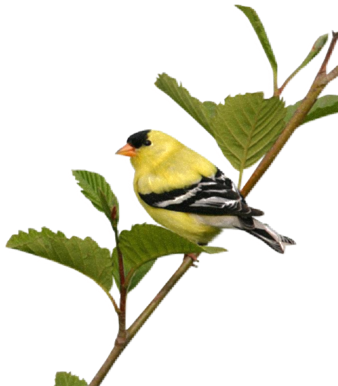 Flatcast Png Bird Theme For The Index - Png Beautiful Birds (480x600), Png Download