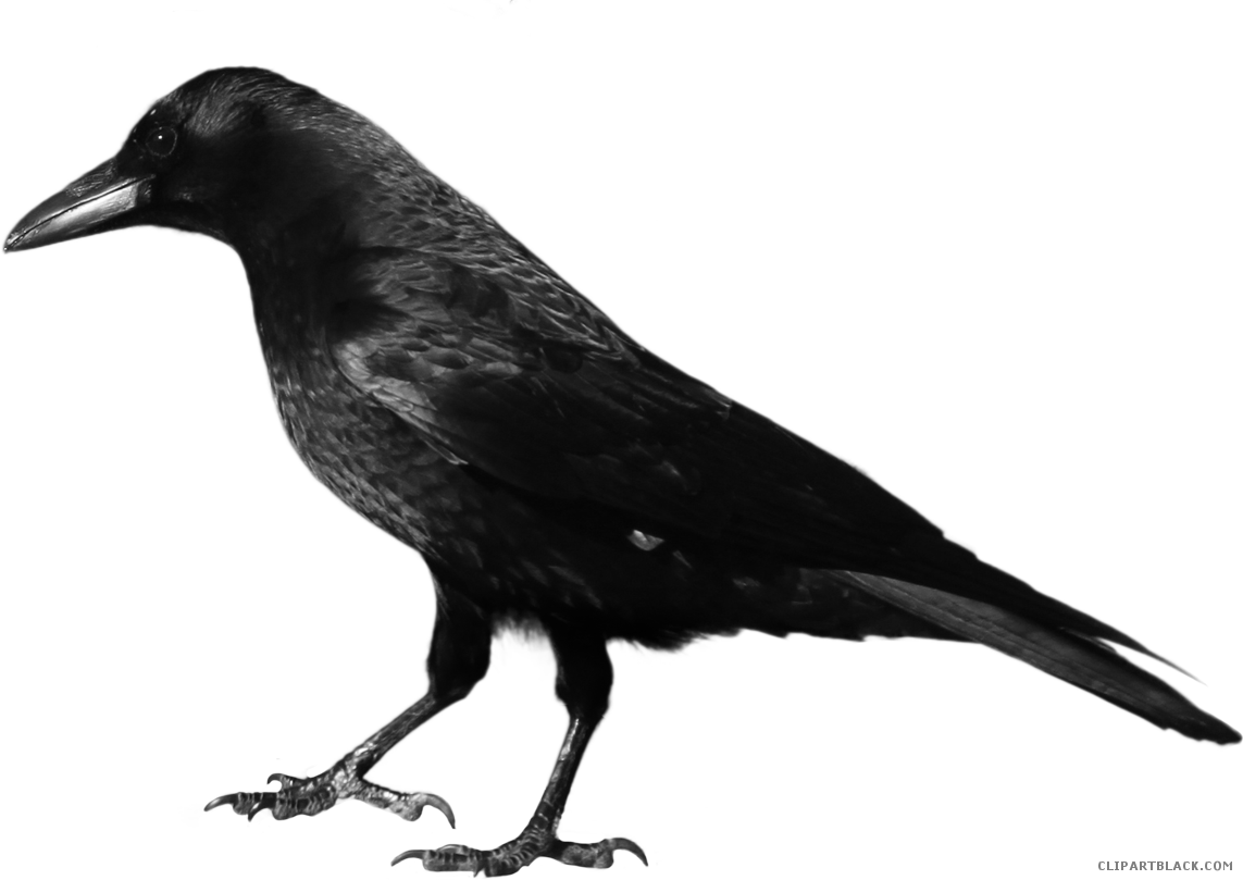 Crow Clipart Black Thing - Crow Png (1143x809), Png Download