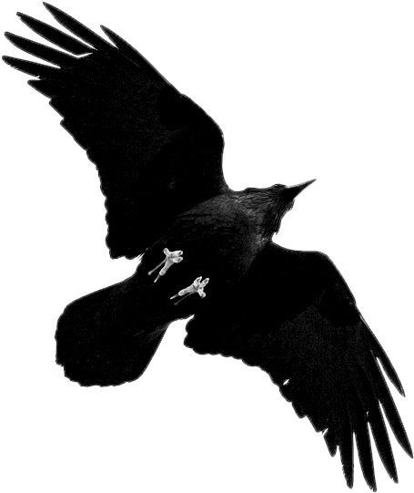 Tumblr Mxup14zilb1s0pvf5o1 500 - Raven Png (498x540), Png Download