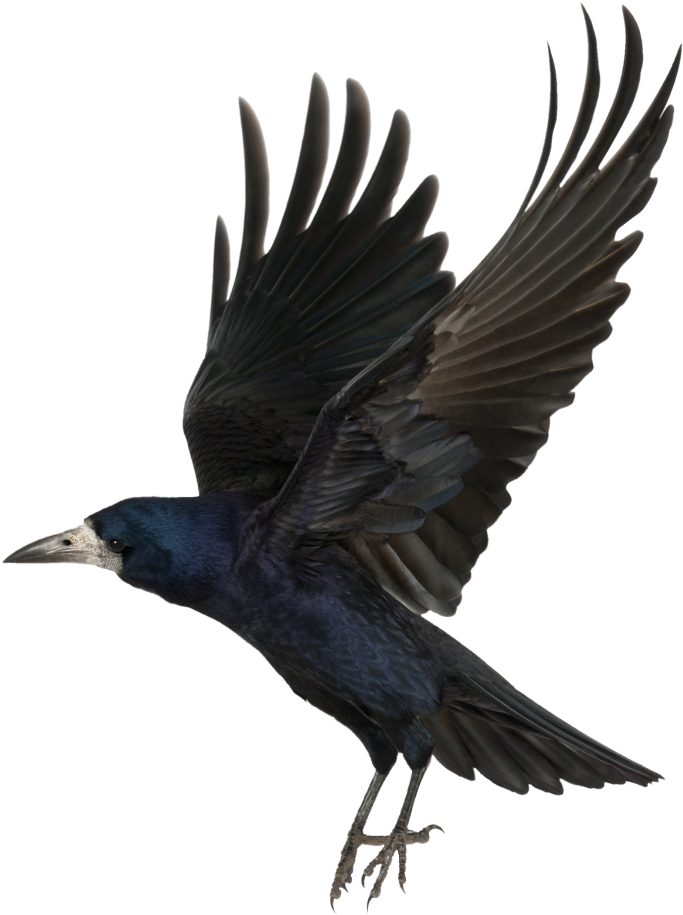 Crow Free Png Transparent Background Images Free Download - Giclee Painting: Gi Artlab's Macabre Collection C, (1017x1024), Png Download