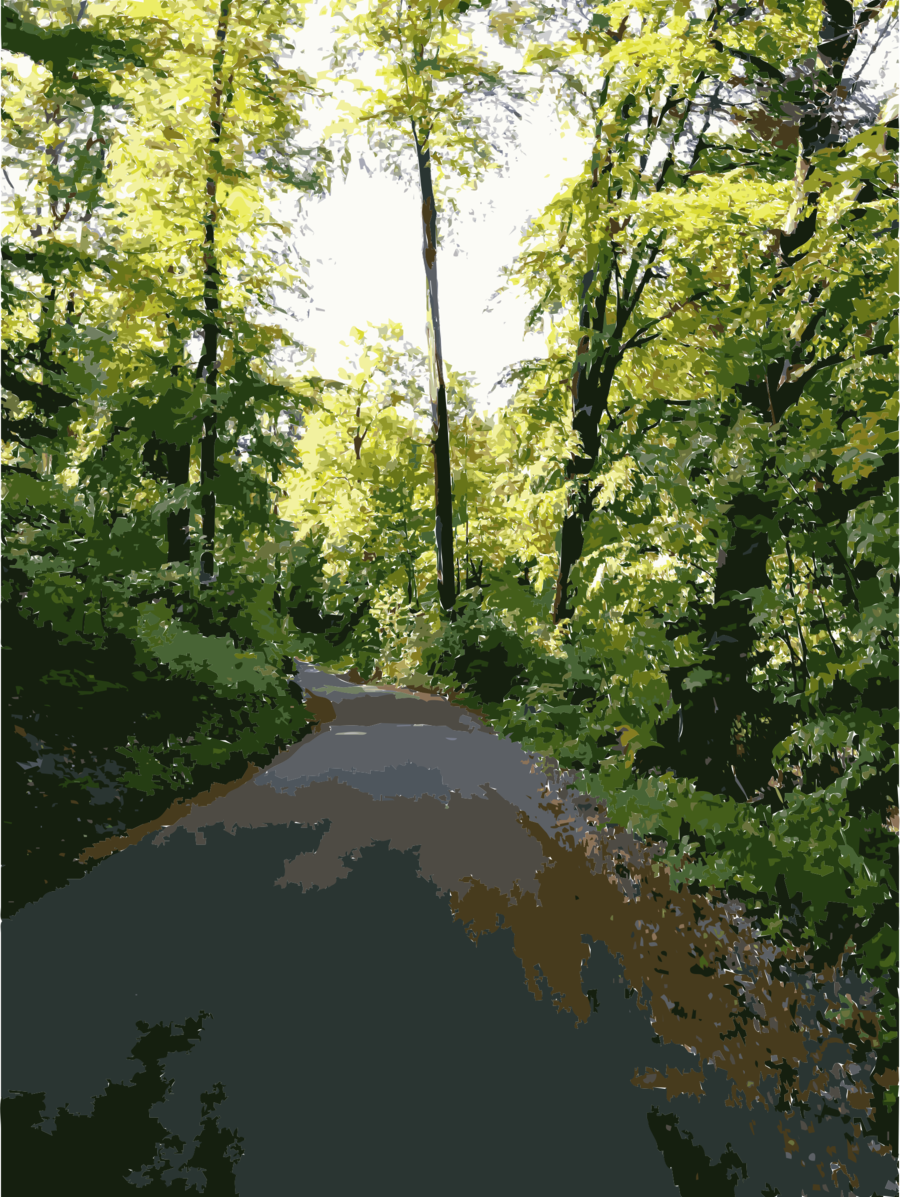 Forest Impressions Clipart Temperate Broadleaf And - Vegetation (900x1197), Png Download